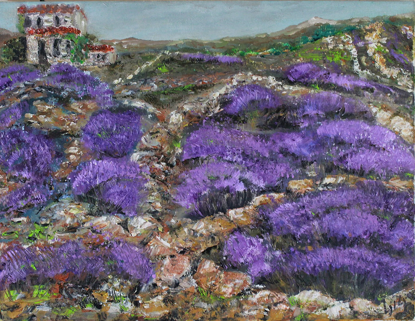 Lavender Landscape on Island of Hvar